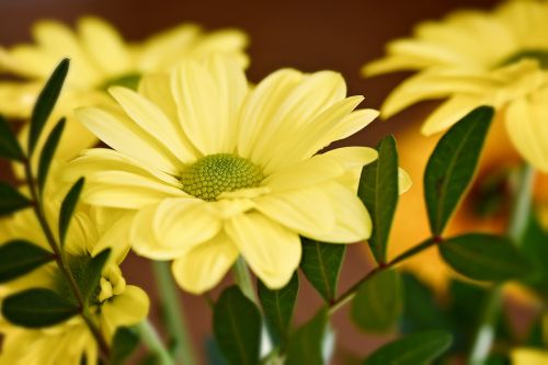 strauchmageriten yellow yellow flower