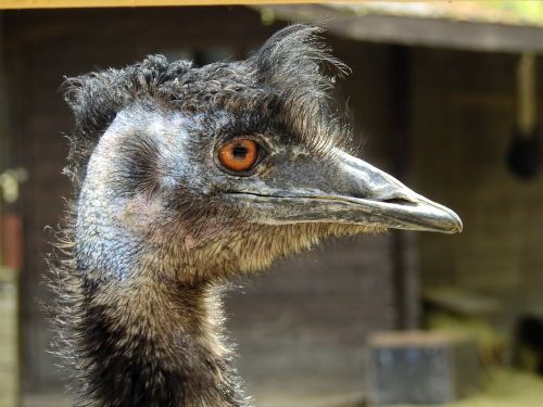 strauss bird ostrich