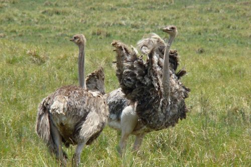 strauss tanzania animal