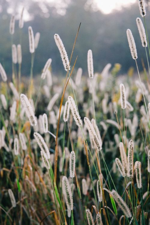 straw nature frost