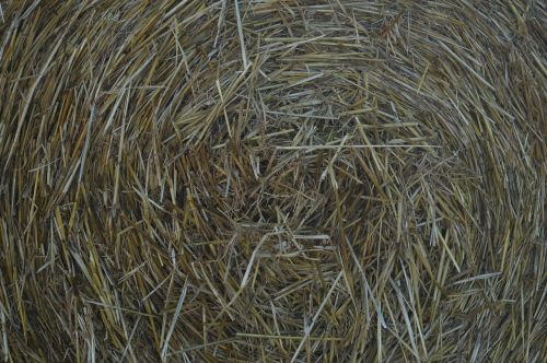 straw harvest field