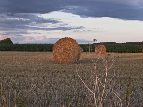 straw field harvest