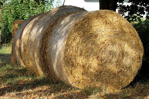straw round bales harvest