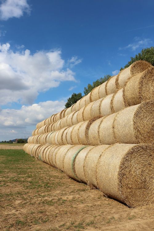 straw straw bales field