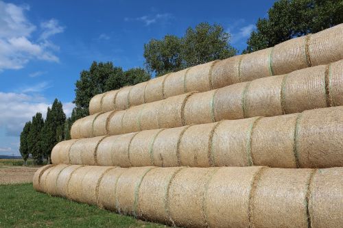 straw straw bales field