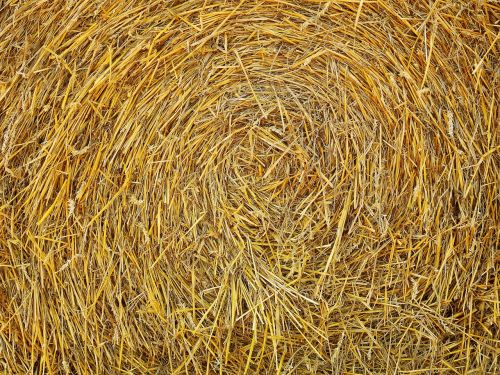 straw field agriculture