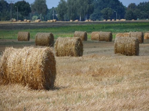 straw bale field