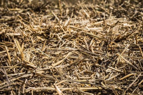 straw agriculture strawy