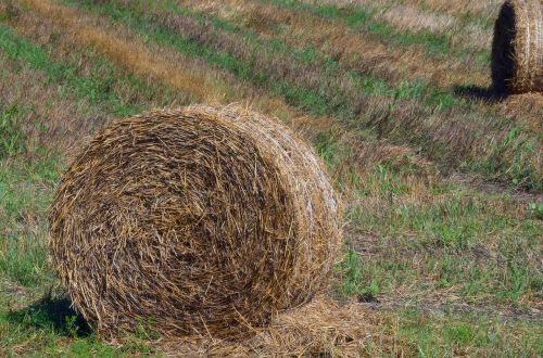 straw bale harvest