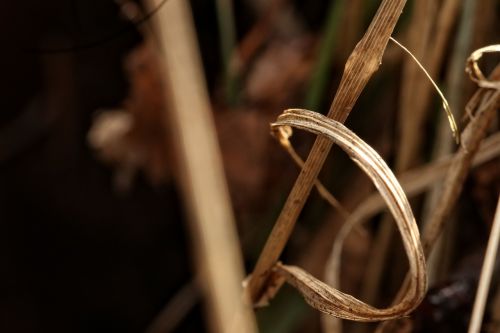 straw nature plant