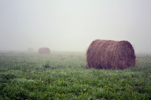 straw meadow morning