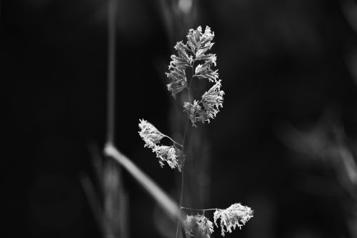 straw nature grass