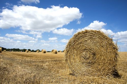 straw fields field