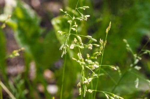 straw growth plant