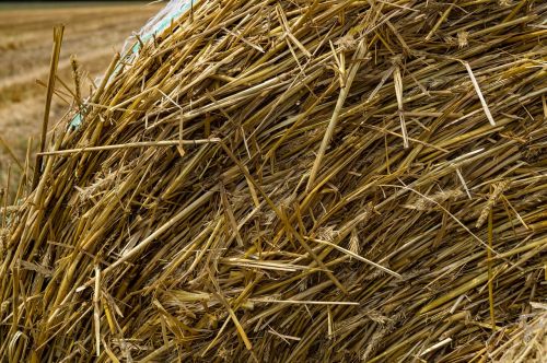 straw harvest agriculture