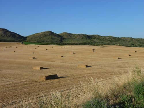 straw agriculture landscape
