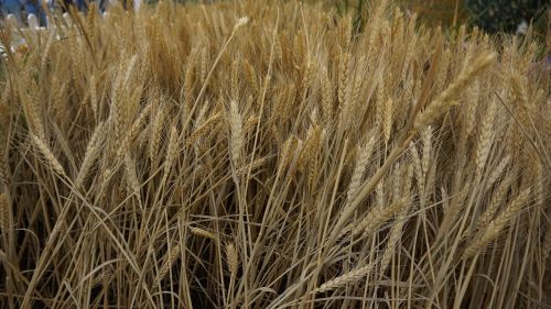 straw gold wheat