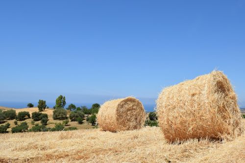 straw hay dry