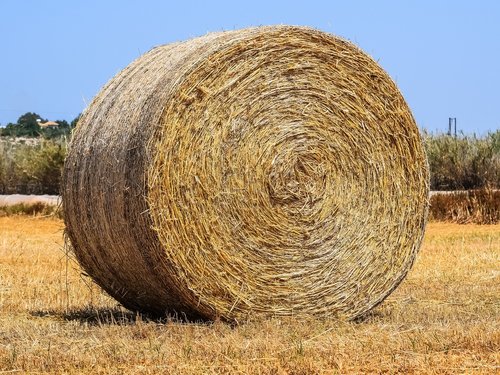 straw  hay  agriculture