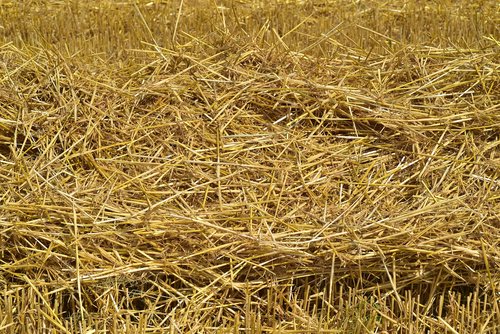 straw  hay  rural