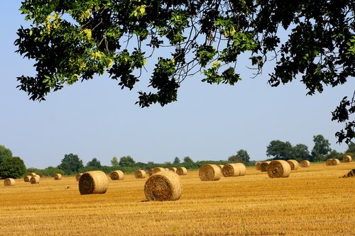 straw  straw bales  field