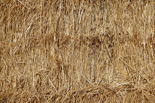 straw  hay  harvest