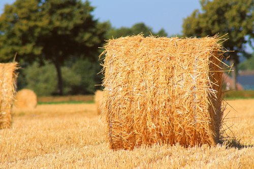 straw  harvest  summer