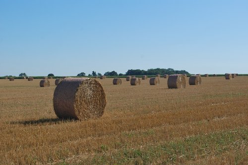 straw  bundles  harvest