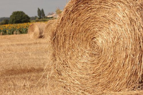 straw  field  agriculture