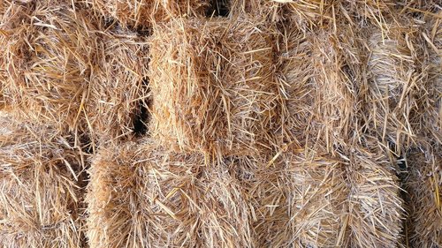 straw  farm  rural