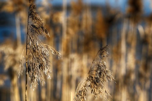 straw  grass  growth