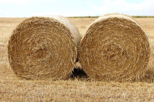 straw harvest halmbal