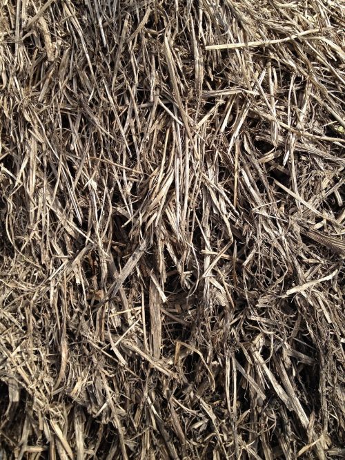 straw grain grass