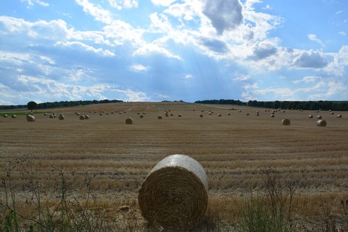 straw  sky  nature