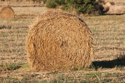 straw field farm