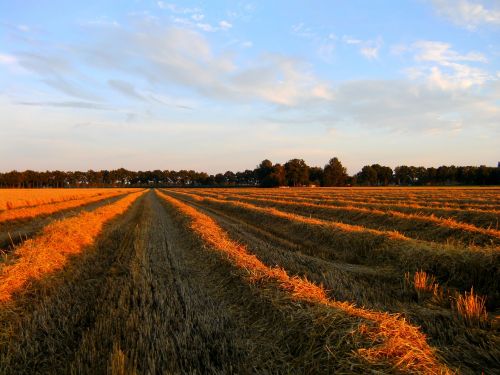 straw grain agriculture