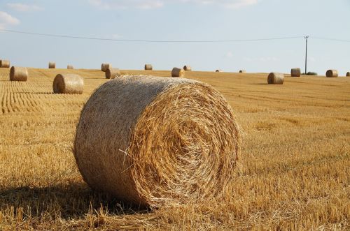 straw bale of straw field