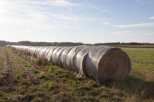 straw bale rolled