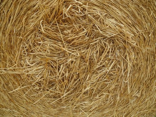 straw agriculture grain