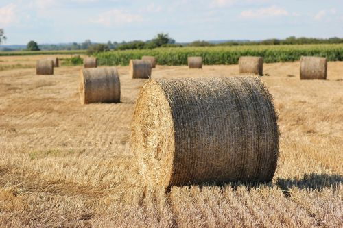 straw bale 1000 kg agriculture