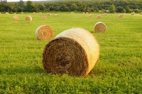 straw bale meadow field