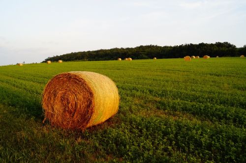 straw bale field meadow