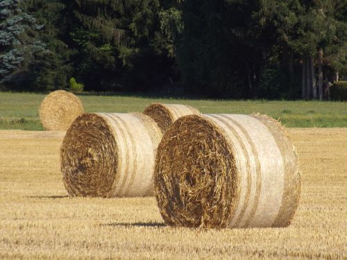 straw bales autumn cornfield