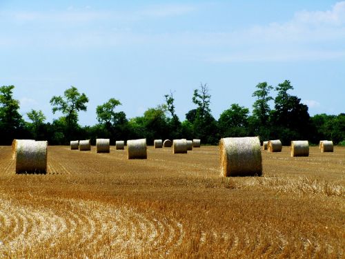 straw bales harvested crops agriculture