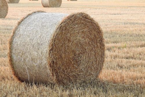 straw bales stubble summer