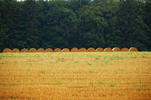 straw bales straw field