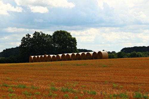 straw bales straw field