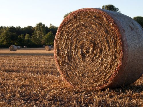 straw bales field harvest