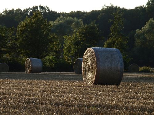 straw bales harvest field