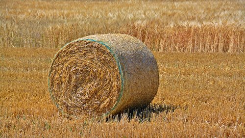 straw bales  cereals  barley